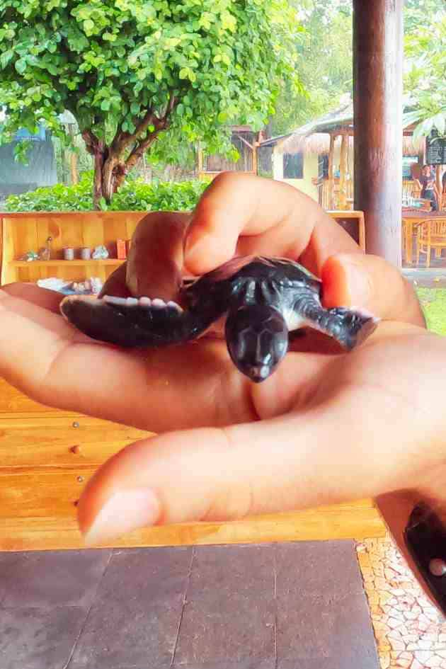 Indonesia - Bali Pemuteran tortuga