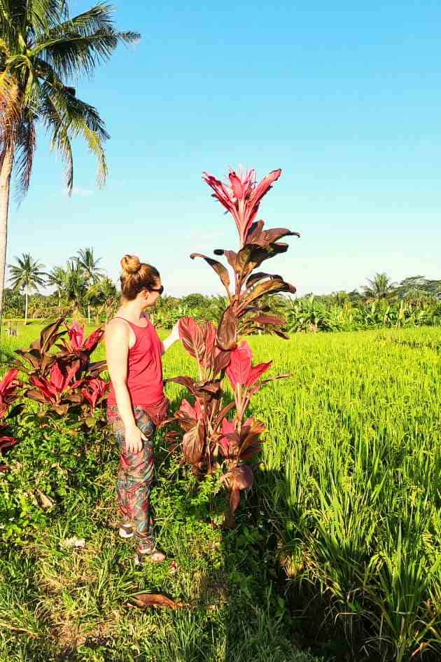 Indonesia - Bali campo de arroz