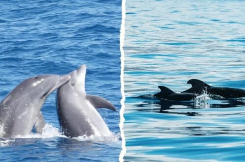 Avistamiento de ballenas en Tenerife Los Cristianos
