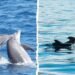Avistamiento de ballenas en Tenerife Los Cristianos