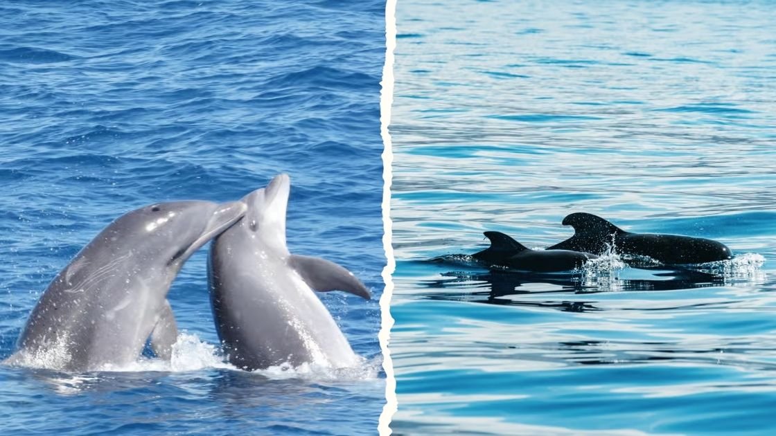 Avistamiento de ballenas en Tenerife Los Cristianos