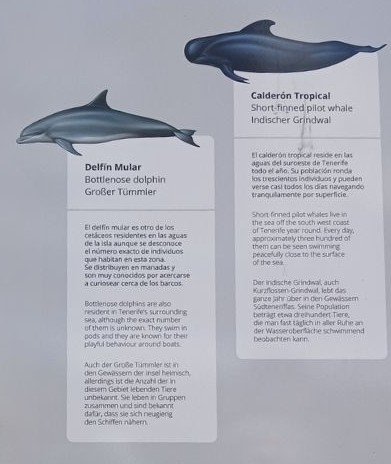 avistamiento de ballenas en Tenerife